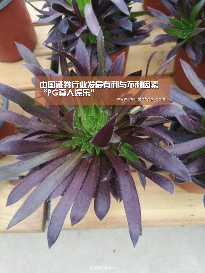 PG麻将在线玩